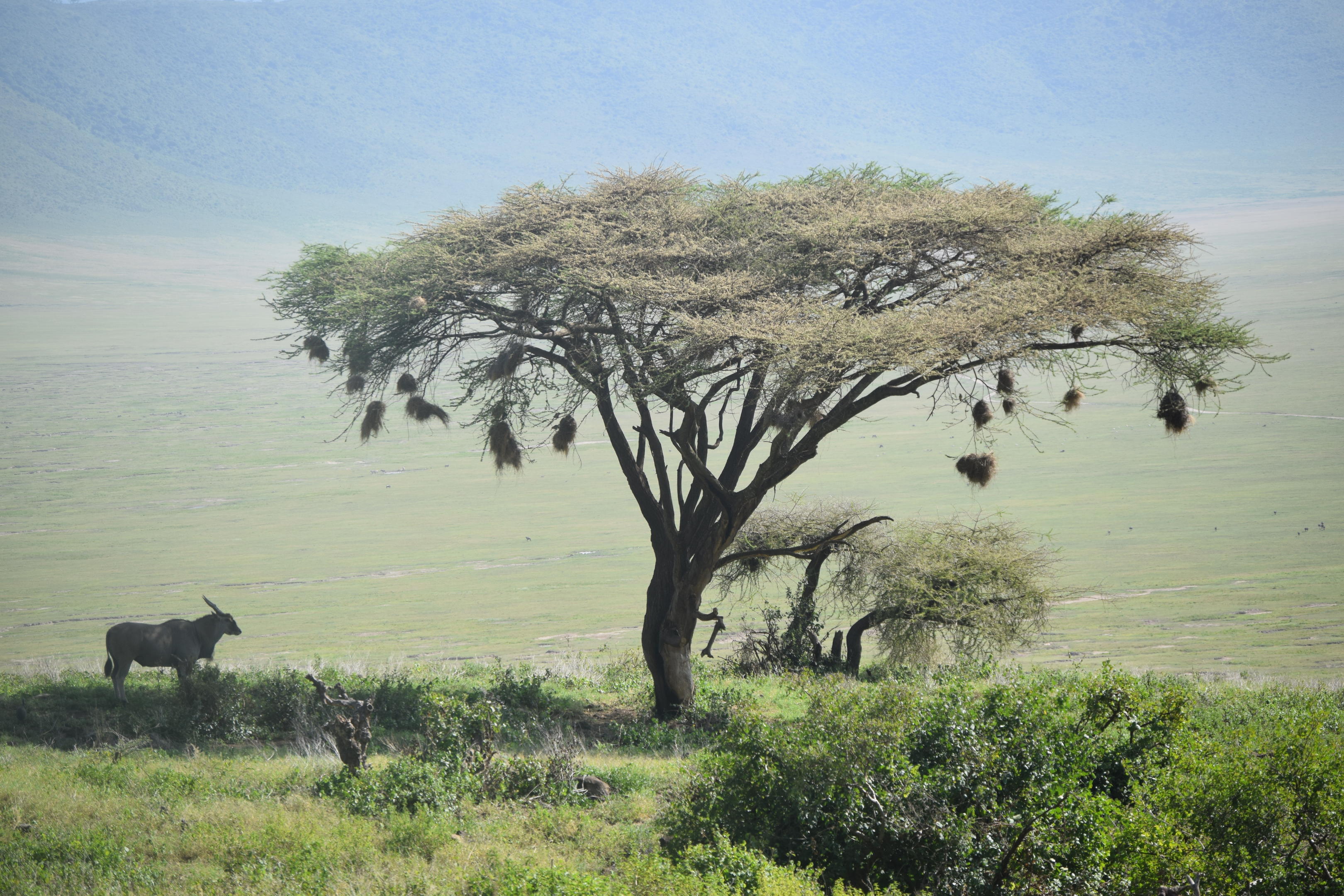 Open Serengeti landscape viewed from a safari camp